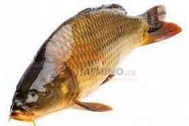 Obrázek k výrobku 6308 - Kapr obecný *ca chep*