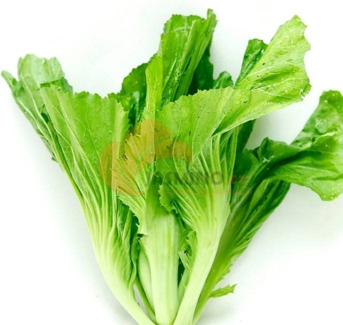 Obrázek k výrobku 4783 - RAU Kai Choi "cai dua" 1kg