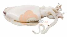 Obrázek k výrobku 5170 - ASIFO mraz. cuttlefish U1