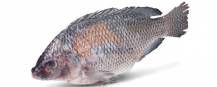 Obrázek k výrobku 4270 - ASIFO Tilapie černé 1kg